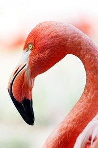 Close-up of Duck photo