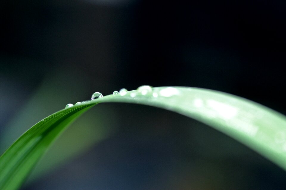 Close-up of Water Drop on Leaf
