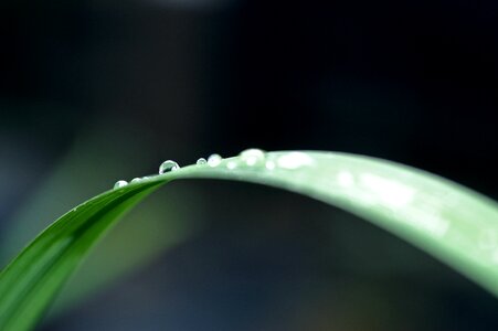 Close-up of Water Drop on Leaf photo