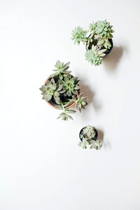 Close-up of Flowers over White Background photo