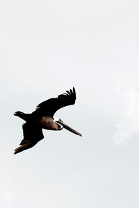 Low Angle View of Eagle Flying in the Sky