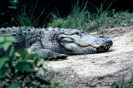 View of Crocodile photo