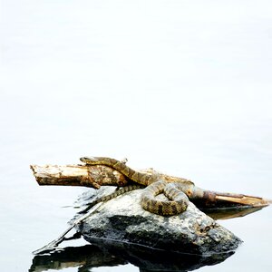 Close-up of Stone Wall