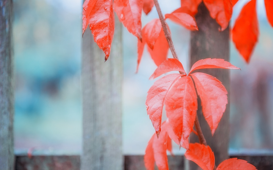 Leaves fall foliage fall color