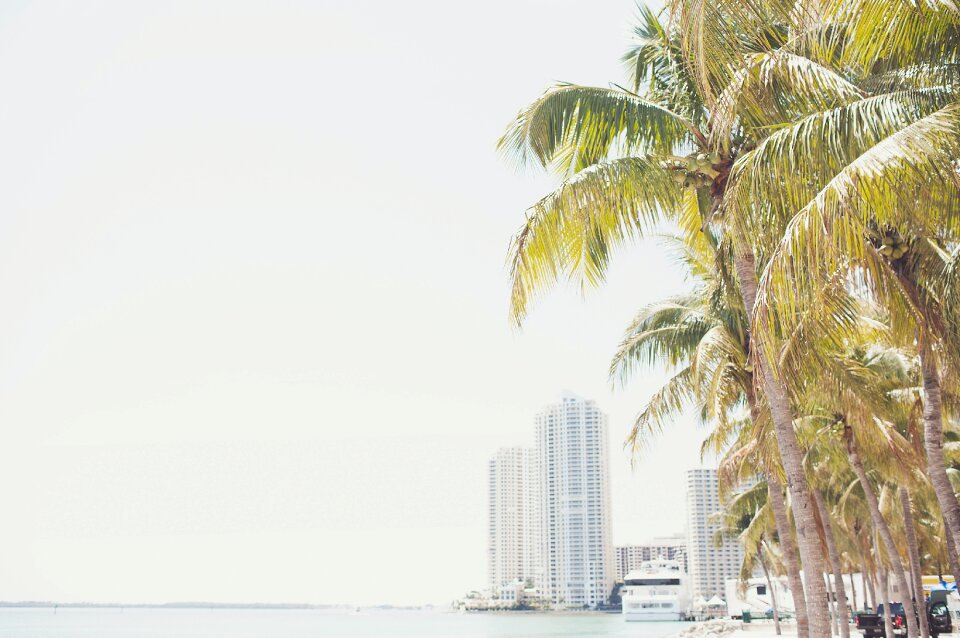 Palm Trees by Sea Against Clear Sky photo