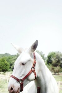 Close-up of Horse Against Sky