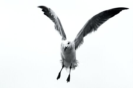 Bird Flying Against White Background photo