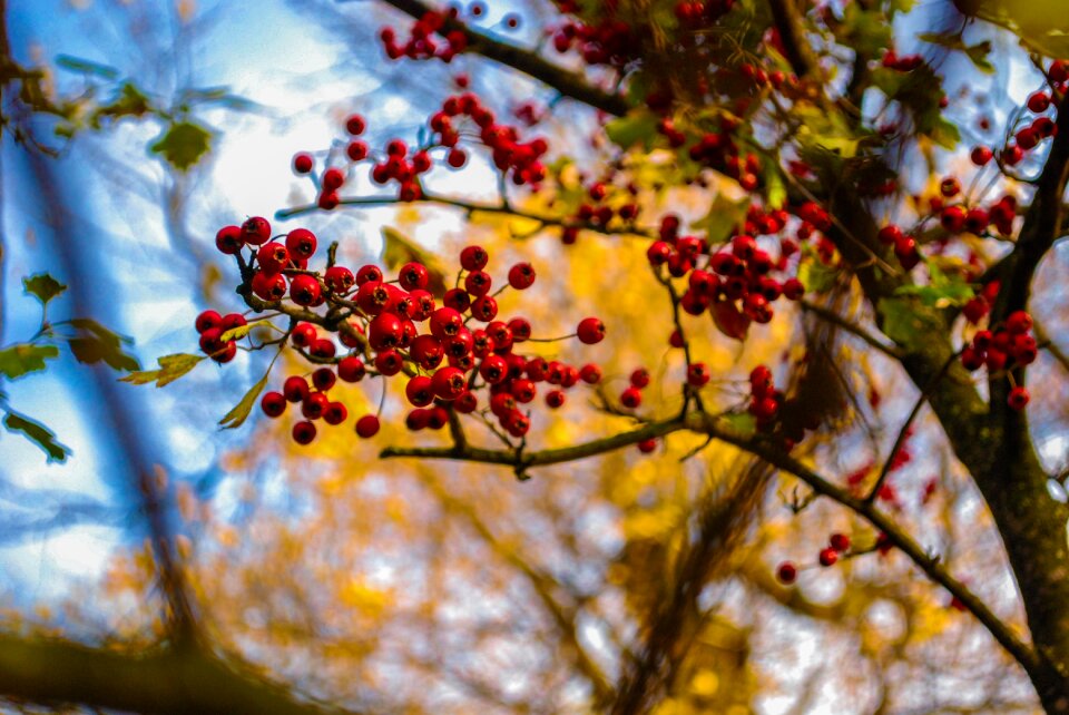 Close-up of Fruits on Tree photo