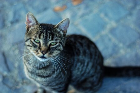 Close-up Portrait of Cat photo
