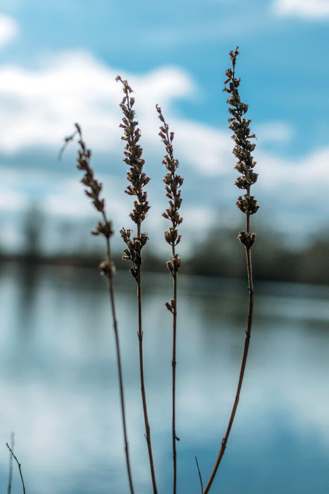 Close-up of Plants Against Calm Lake