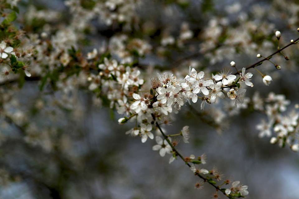 Deciduous woody plants blossom bloom