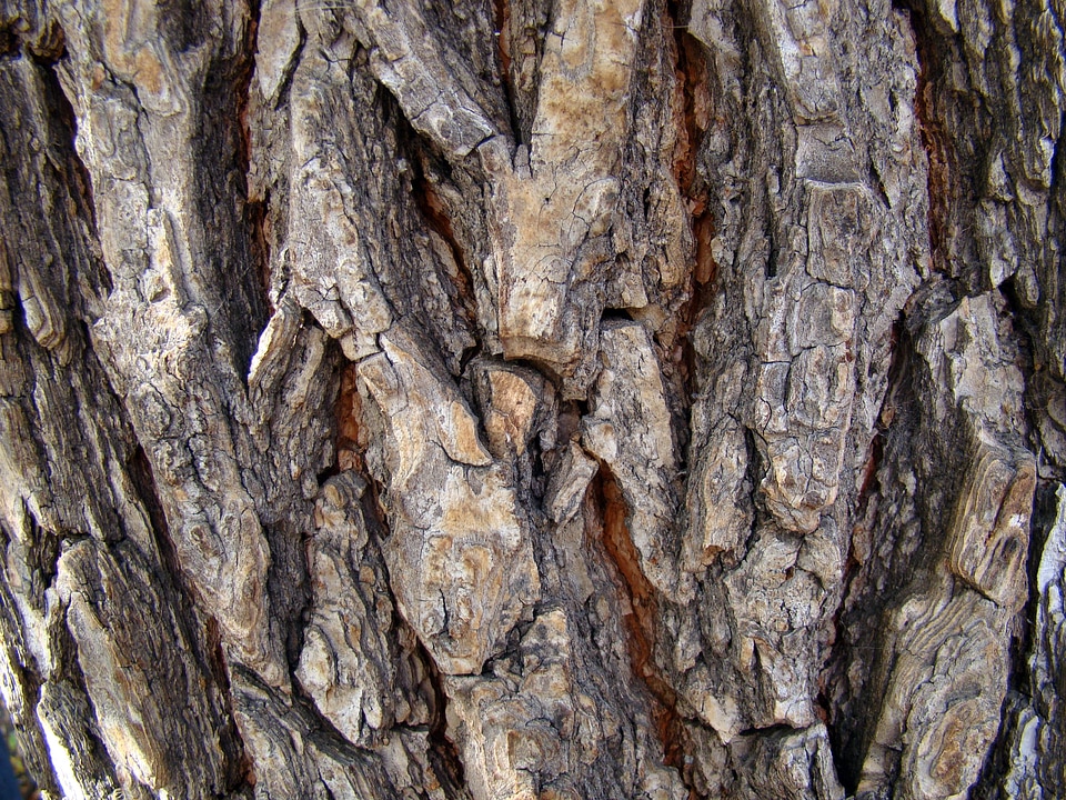 Rough nature texture