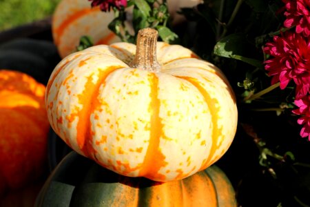 Free stock photo of food, gourd, halloween