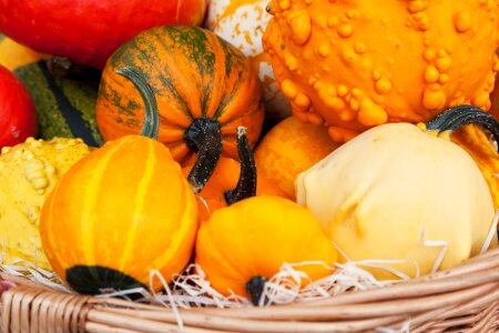 Free stock photo of colorful, crop, food