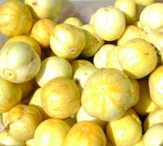 Free stock photo of butternut, crop, cultivate