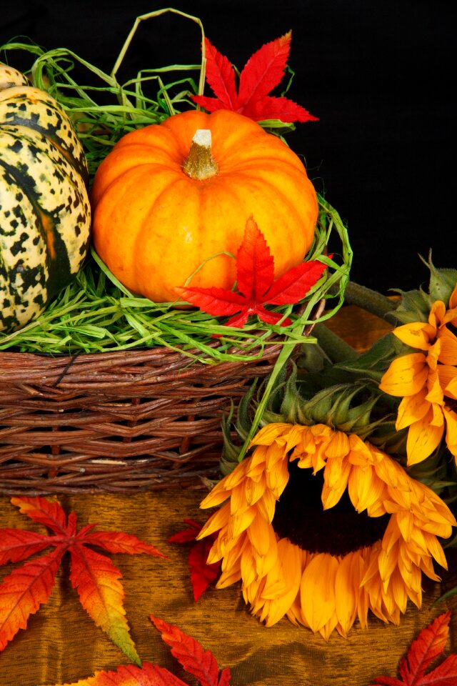 Free stock photo of color, colorful, floral