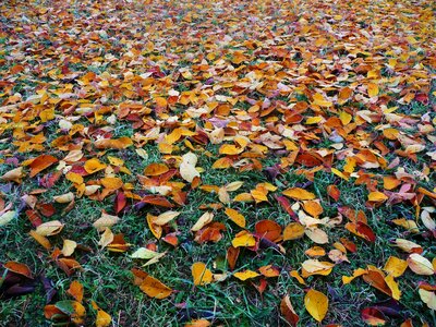 Brown Dried Leaves on Green Field photo