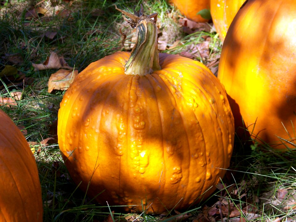 Free stock photo of celebration, festive, halloween