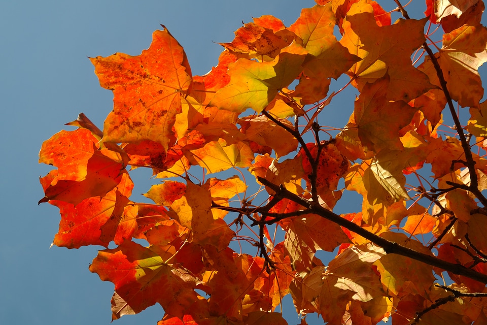 Branch maple acer platanoides photo