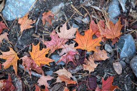 Dried Maple Leaves photo