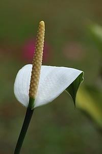 Plant natural blossom