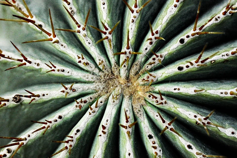 Prickly sting plant