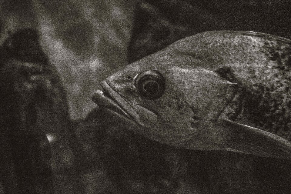 Free stock photo from Photo Collections