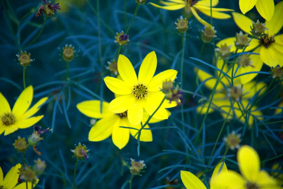 Free stock photo of flowers, nature