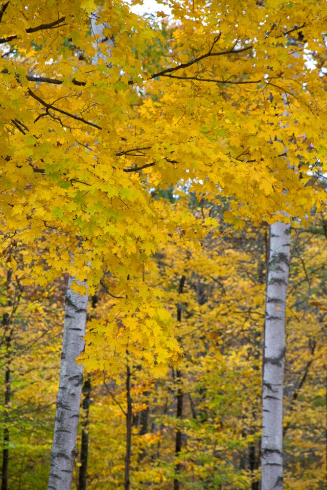 Free stock photo of foliage, nature, trees