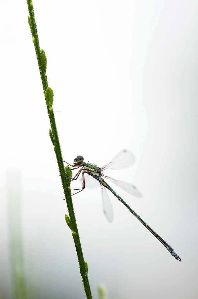 Males insect nature
