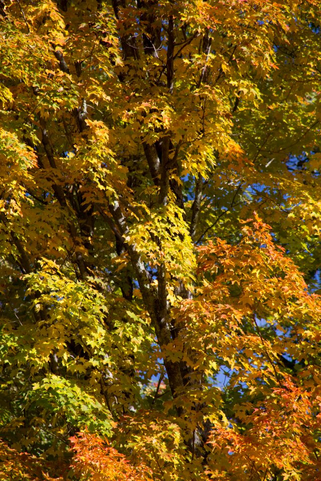 Free stock photo of foliage, nature, trees