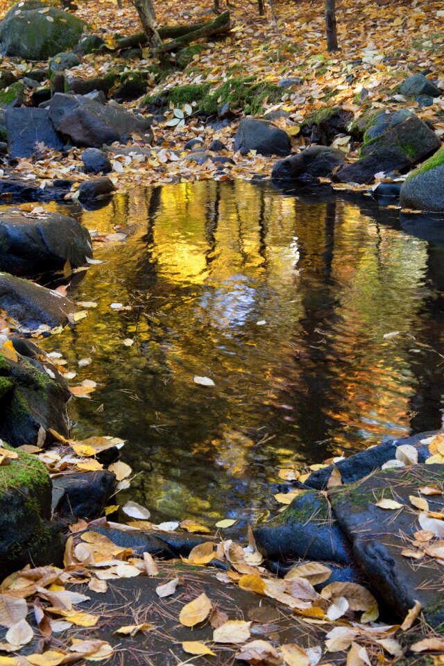 Free stock photo of foliage, landscape, nature