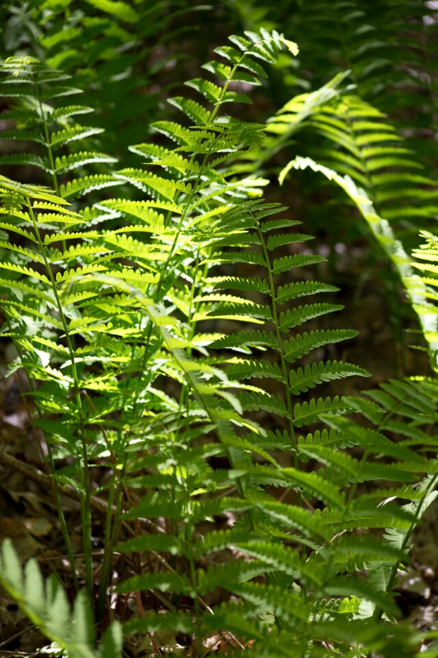 Free stock photo of ferns, nature