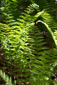 Free stock photo of ferns, nature