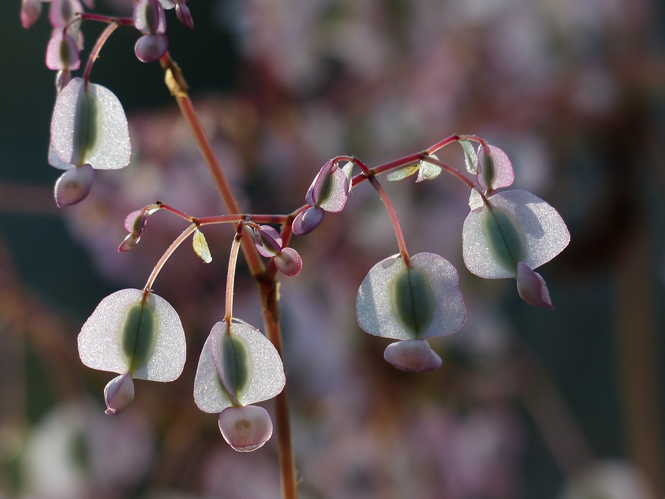 White bell seeds