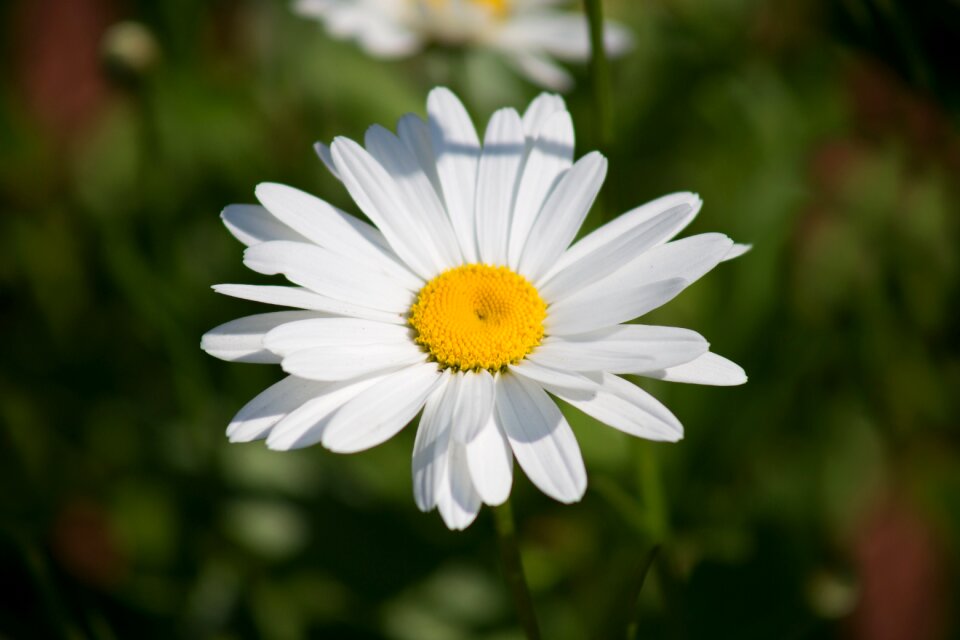 Free stock photo of flower, nature, summer
