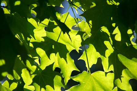 Free stock photo of nature, sunlight photo