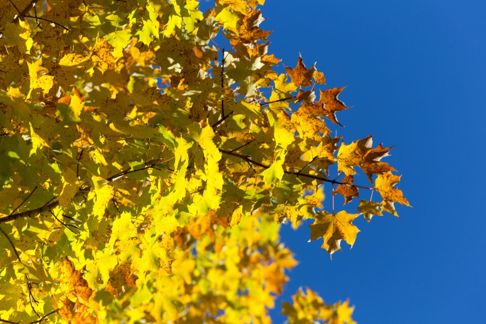 Free stock photo of foliage, nature, sky
