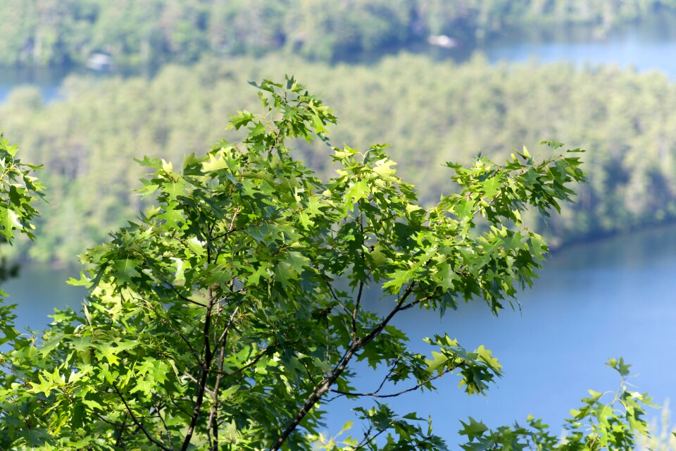 Free stock photo of landscape, nature, trees