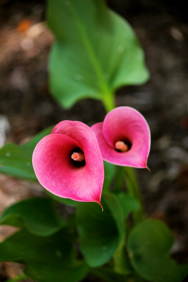 Free stock photo from Snapwire