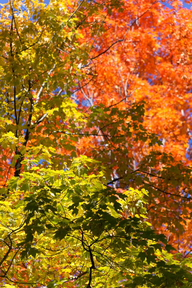 Free stock photo of foliage, nature, trees photo