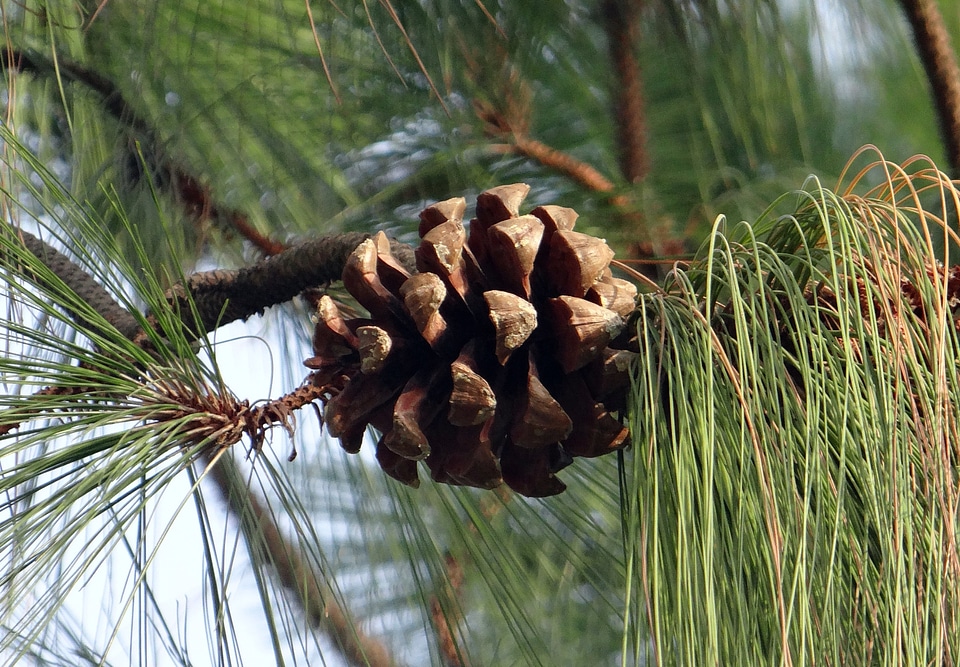 Bhutan pine pinus wallichiana pinaceae
