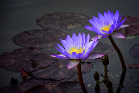 Free stock photo from Snapwire