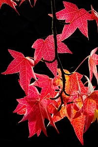 Forest fall color colorful