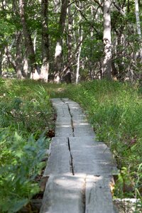 Free stock photo of forest, grass, nature