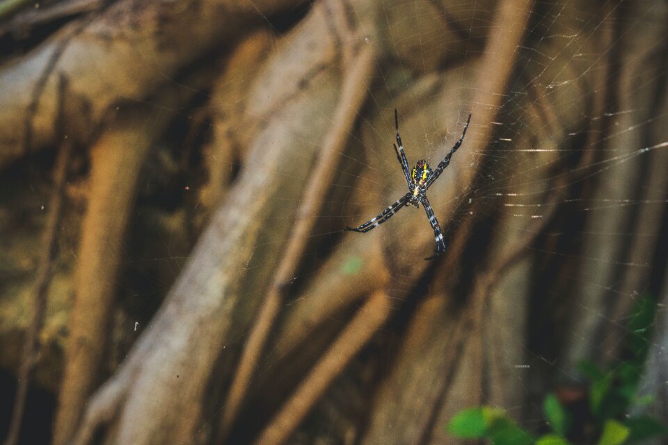 Free stock photo from Photo Collections