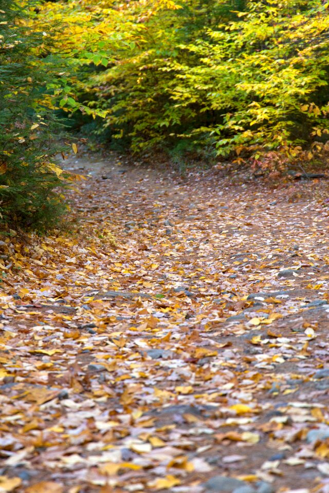 Free stock photo of foliage, landscape, nature