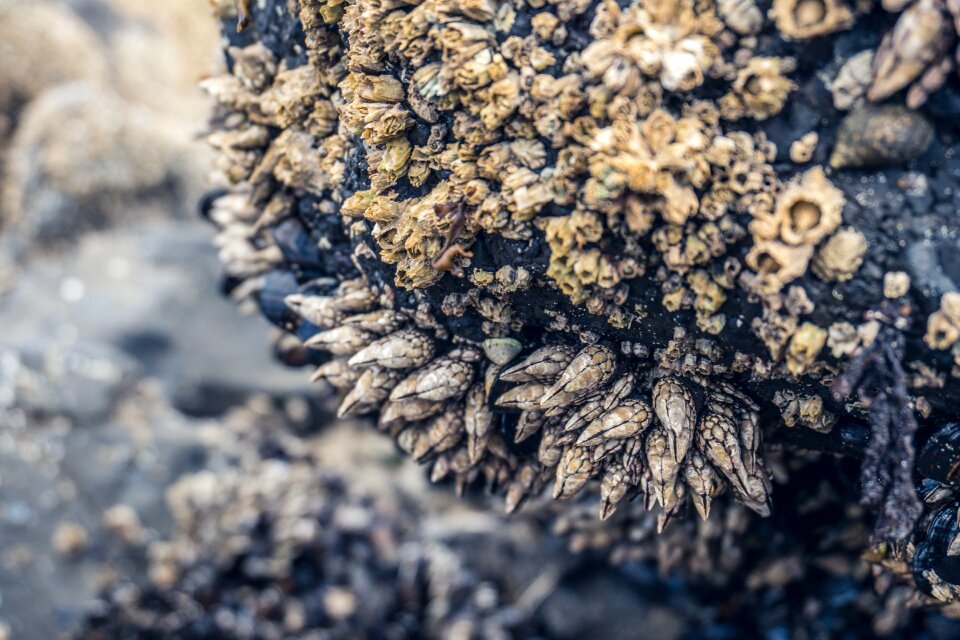Selective Photo of Seashells