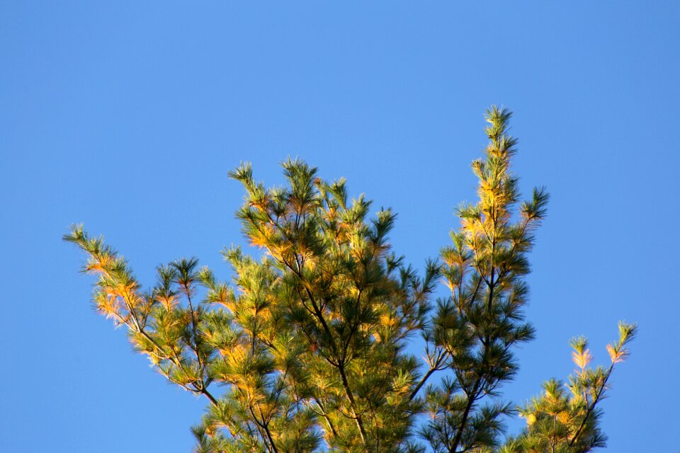 Free stock photo of nature, sky, summer