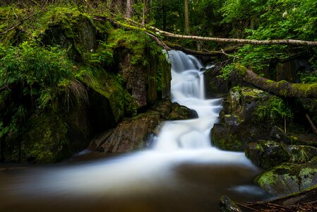 Body of Water Flowing Surrounded by Trees photo